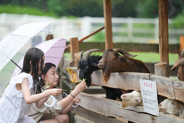A woman is feeding a goat while another woman stands behind her. The goat is looking at the woman with its head down. The woman with the umbrella is holding a carrot in her hand