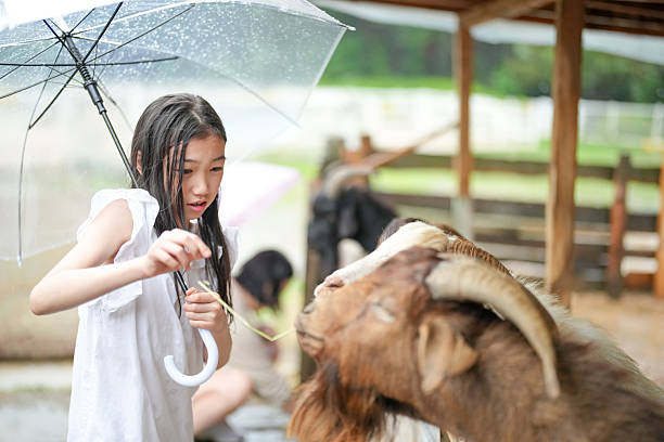 A young girl is feeding a goat with a white umbrella over her head. The goat is eating grass from the ground