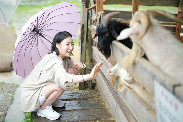 A woman is petting a goat while holding a pink umbrella. The goat is looking at her with curiosity