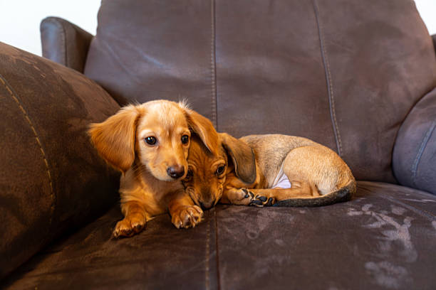 Golden-colored dachshund puppy lying comfortably on a dark leather sofa. The young dog appears relaxed, with a soft and attentive expression, positioned across the cushions with a calm and settled posture.