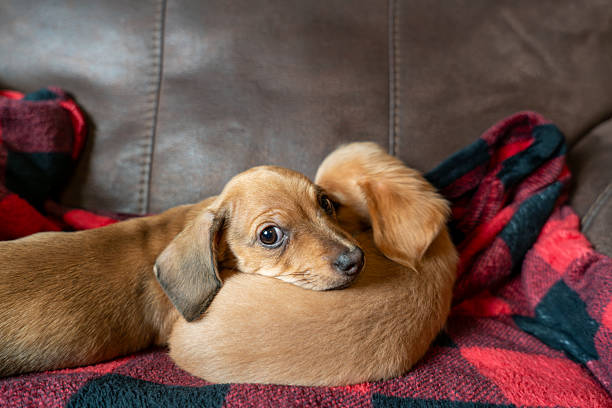 Two young dachshund puppies cuddling together on a red and green plaid blanket. One puppy with lighter fur rests on another, creating a warm and intimate scene against a soft leather background. The puppies appear relaxed and close, showcasing their bond and seeking warmth.