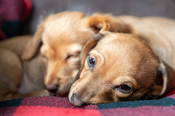 A miniature dachshund puppy sleeps peacefully on a soft cushion, resting comfortably with eyes closed and ears relaxed. The close-up perspective highlights the puppy’s gentle expression, smooth coat, and calm demeanor, creating a warm, intimate scene of domestic comfort and quiet companionship.