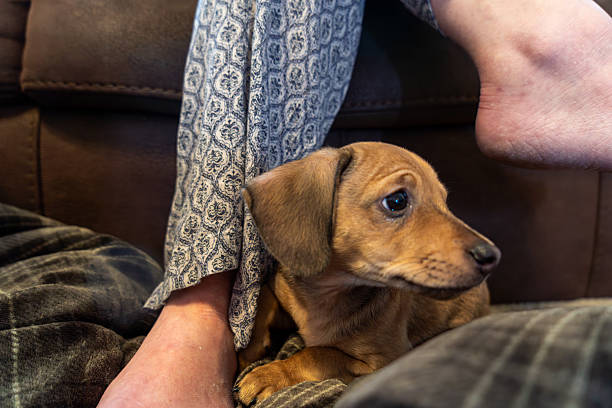A young dachshund puppy with light brown fur sitting close to a human leg, nestled between patterned fabric and soft furniture. The puppy appears calm and relaxed, with a gentle expression and attentive gaze, positioned in a comfortable indoor setting with textured surroundings.
