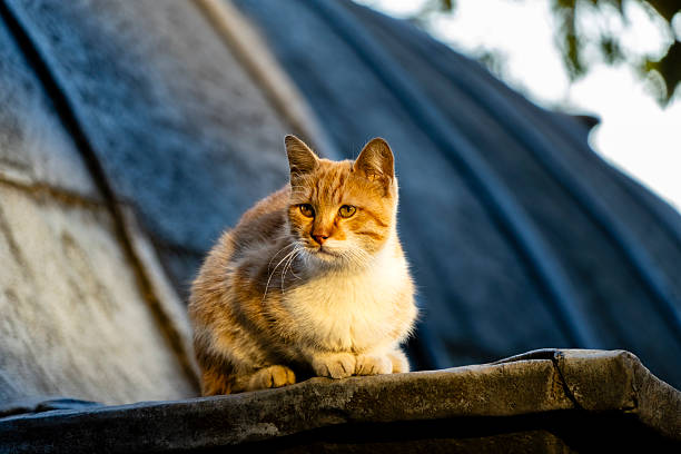 A tabby cat on a roof top in Istanbul, Turkey