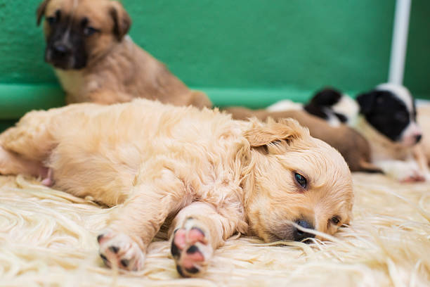Puppies lying and resting on the carpet inside owners home.