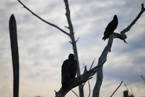 American Black Vulture in a dead tree , resting with a cloudy sky