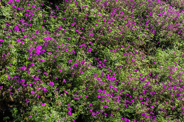 Mexican heather's little purple flowers (Cuphea hyssopifolia). Little flowers are blooming