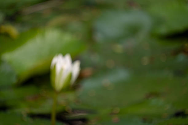 Lotus buds in lotus pots used to decorate the outside of the house. soft and selective focus.
