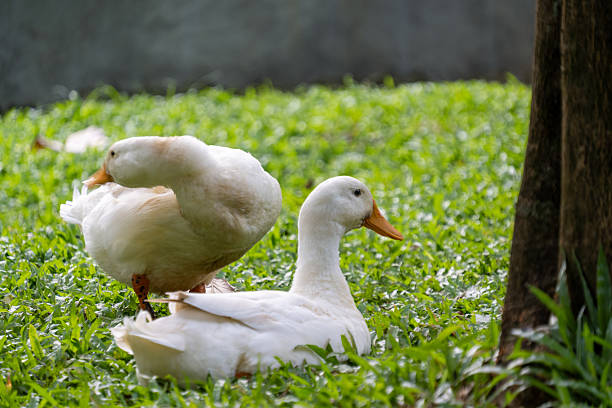 Two white domestic ducks are resting on a lush green lawn near a tree trunk. One duck is sitting calmly while the other stands beside it, preening its feathers. The background features a soft, blurred view of the park's grassy field and a concrete wall in the distance.