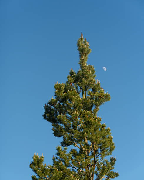 View of half moon seen through trees at dusk. No people.