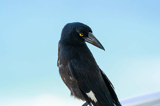 This engaging wildlife image captures an Australian currawong (Strepera graculina) looking directly at the camera, with vibrant coastal water behind it adding colour and contrast to the natural scene