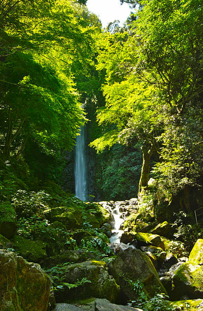 Summer waterfall shining through vibrant green forest