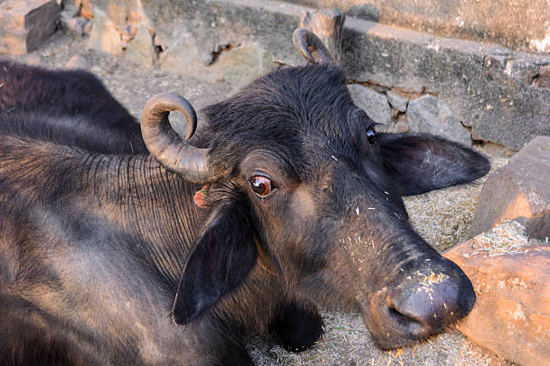 Black water buffalo in rural farmyard