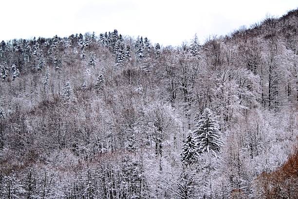 A detailed high-angle shot of a mountain forest covered in heavy snow and frost. The image captures the intricate textures of bare branches and evergreen pines, creating a natural monochromatic pattern under a misty winter sky