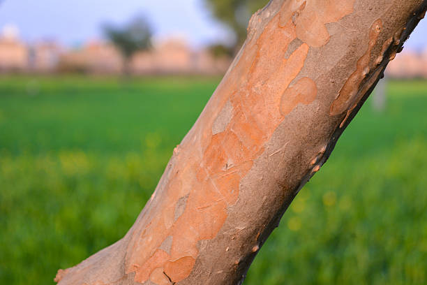 Guava tree trunk with peeling bark in natural green field background