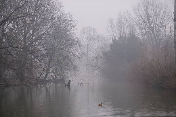 Moody foggy river scene with bare trees reflected on calm water. Soft mist creates a quiet, atmospheric landscape conveying stillness, mystery, and a sense of isolation. The minimalist composition evokes tranquility, introspection, and winter mood.