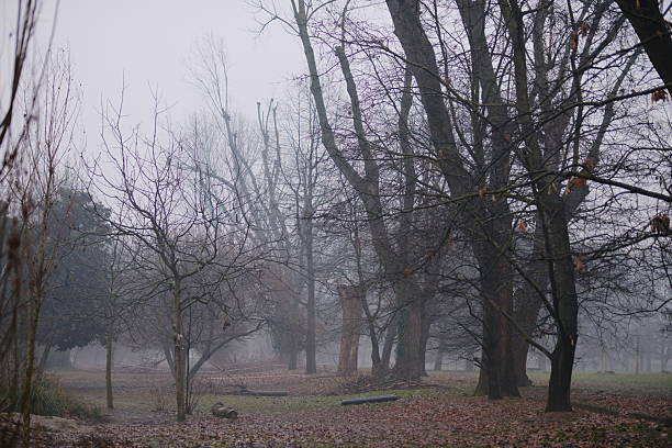 Foggy woodland scene with bare trees and soft mist diffusing the light. Fallen leaves cover the ground, creating a quiet, atmospheric landscape that conveys stillness, solitude, and a contemplative winter mood.