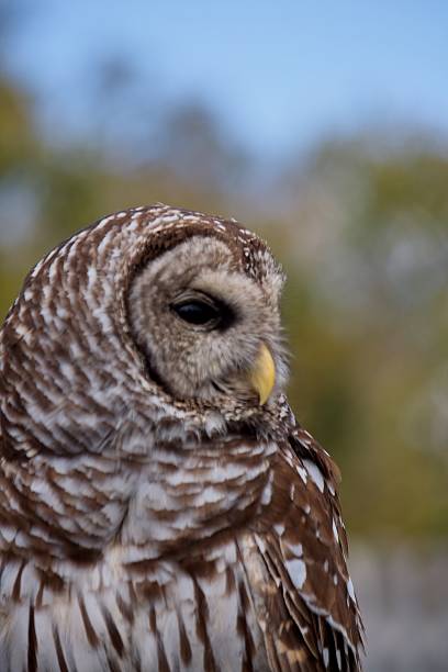 Closeup of a Barred Owl, Strix varia.