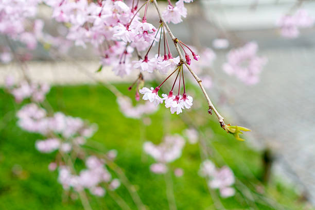 Beautiful pink sakura flower on branches  with blurred background. Cherry blossoms in Kamakura, Japan.