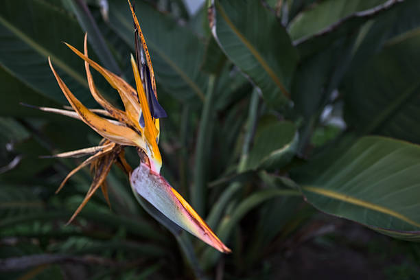 Sterlitiza bird of paradise plant inflorescence in bloom seen up close