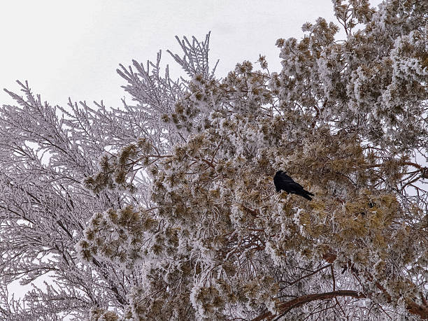 a rook on a pine tree covered with frost
