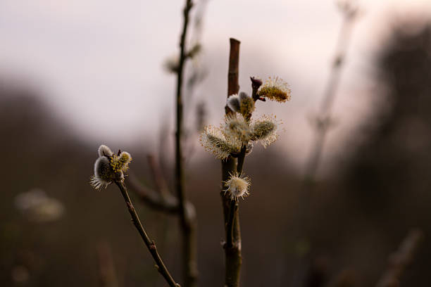 Blooming willow in nature. Branches of blooming willow. High quality photo