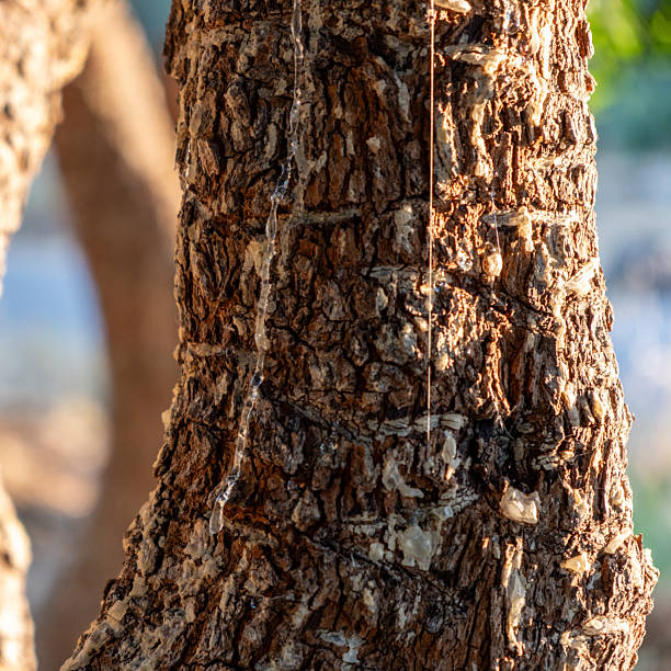 Mastic gum tear on the mastic tree branch closeup. Chios lentiscus cultivation and mastiha resin drop harvest