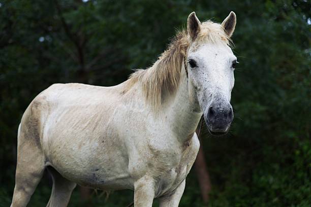 Full body view of a white field horse, highlighting its profile. The scene evokes a ranch and outdoor atmosphere.