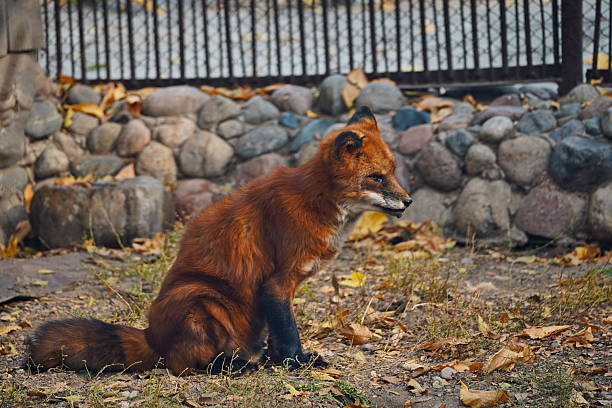 portrait of red fox lying down for afternoon nap on roof in central berlin