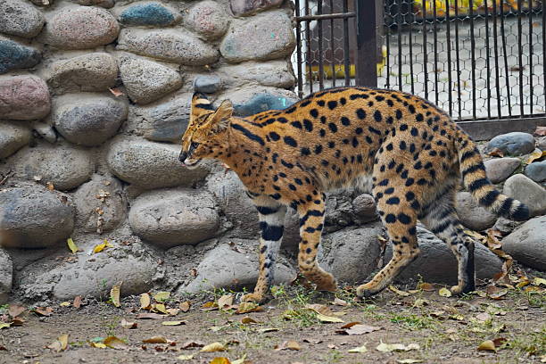 A wild cat walks around the enclosure at the zoo.