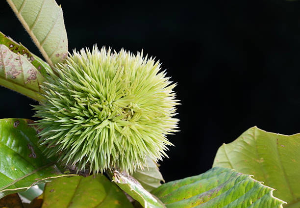 Spines on a chestnut that are still growing outdoors on a tree in North Carolina.