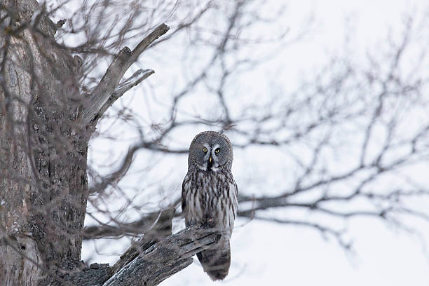 istock Great gray owl sitting on a tree branch close up 2256540916