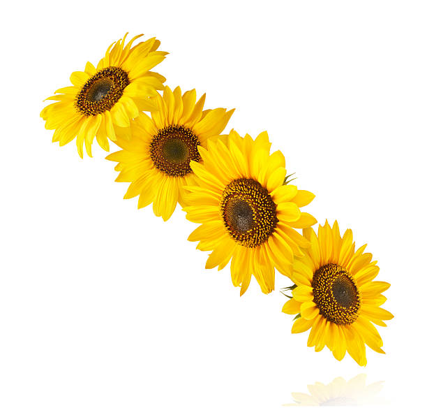 Fresh organic Sunflower falling in the air isolated on white background. High resolution image