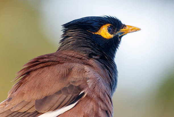 A bird with a black head and brown feathers. The bird is looking at the camera. The bird is sitting on a branch