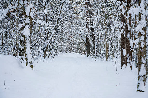 A quiet, snow-blanketed forest path winds through bare trees, creating a serene winter landscape that feels peaceful and timeless. Perfect for nature, travel, or seasonal thematic uses.