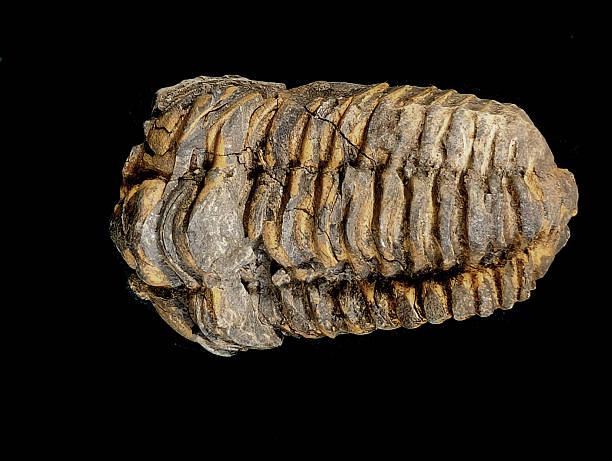Insect fossils: Cicada