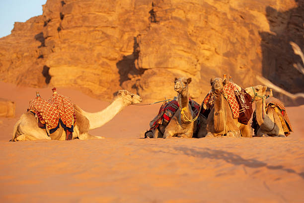 Few dromedary camels lying down in the desert sand, Wadi Rum, Jordan