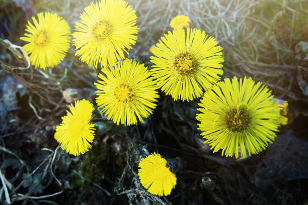 Coltsfoot (Tussilago farfara)