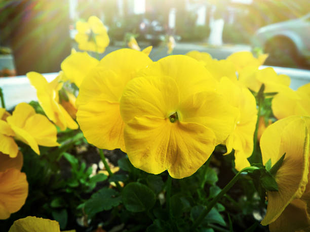 These are the Pansies that bloomed in the garden. Scientific name is Viola