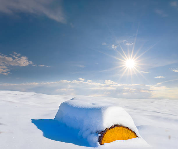 tree log among snowbound plain at the sunny day, winter deforestation scene
