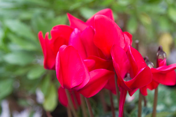 Bush of red decorative cyclamen flowers on flower bed