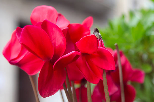 Bush of red decorative cyclamen flowers on flower bed