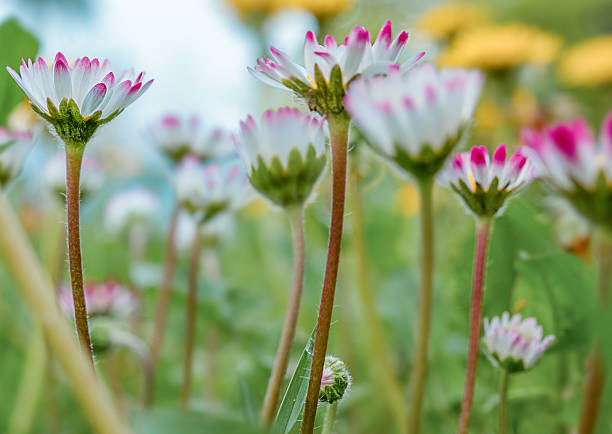 Close up macro view of small pink and white daisy flowers growing in a spring meadow. Shallow depth of field with soft natural light and blurred green background, creating a fresh floral nature scene.