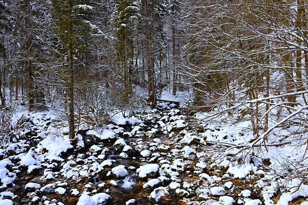 Savica stream in a snow covered forest in Gorenjska, Slovenia