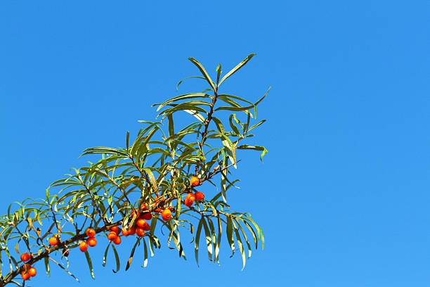 Wilde Sea buckthorn (Hippophae rhamnoides) in the north of Europe, outside the temperate climate. Autumn yellow amber honey fruits after the first freeze. Edible Vitamin Berry