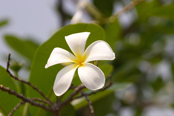 Close-up of a frangipani flower with green leaves and white flowers, bright sky background.