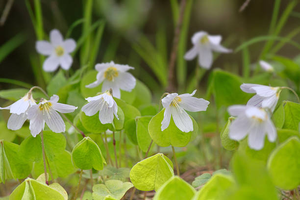 Shamrock (Oxalis acetosella). Plant of Europe and Asia shady dark coniferous forests. Trifoliate leaves and flowers fold at night. Medicinal plant: anti-inflammatory, digestive. Against boreal forest