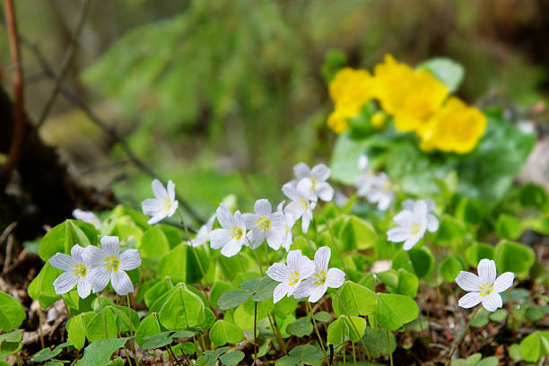 Shamrock (Oxalis acetosella). Plant of Europe and Asia shady dark coniferous forests. Trifoliate leaves and flowers fold at night. Medicinal plant: anti-inflammatory, digestive. Against boreal forest