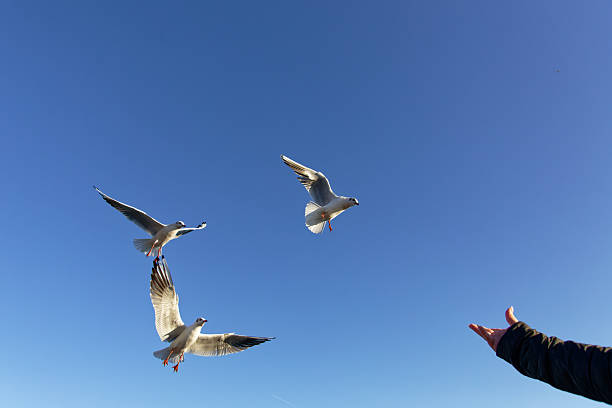 Seagulls are soaring in the clear blue sky as a person tosses food to them for feeding.