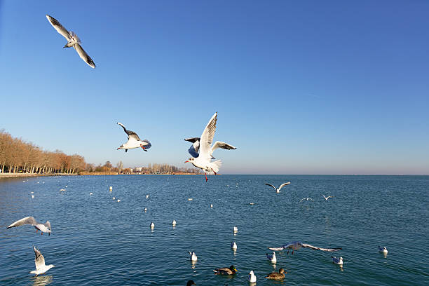 Seagulls are flying and resting near the water while ducks swim nearby under a clear sky.